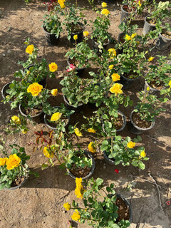 نهال گل رز زرد عطری گل درشت