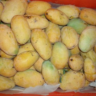 نهال انبه چونسا پاکستانی پیوندی