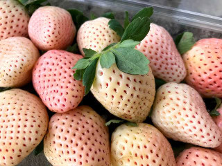 نهال توت فرنگی سفید آناناسی (پاین بری)