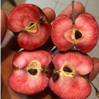 نهال سیب تو سرخ خونی پیوندی گلدانی (پسکرایه)